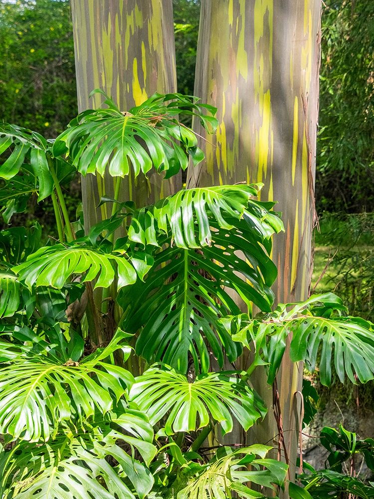 Hawaii-Maui-Up Country-Kula-Kula Botanical Gardens with Rainbow eucalyptus trees